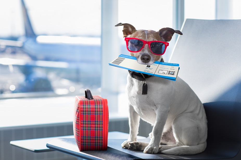Hund mit Tickets