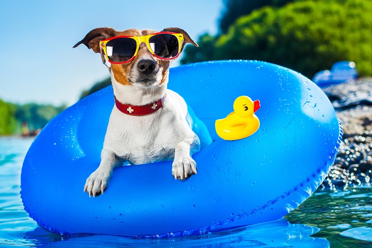 Hund mit Schwimmreif