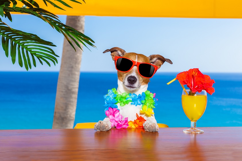 Hund mit Cocktail